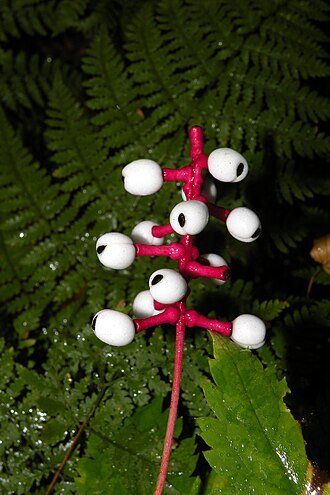 330px-Actaea_pachypoda_(doll's-eyes,_white_baneberry),_Putnam,_CT_(32047616781).jpg