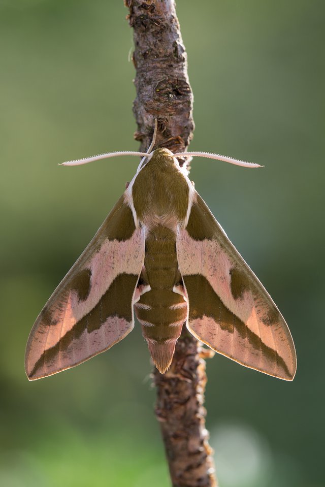 Wolfsmilchschwärmer (Hyles euphorbiae)_Q22A08397_HF-BF.jpg