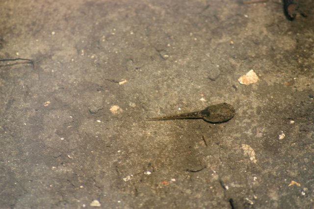 tadpole 3.jpg