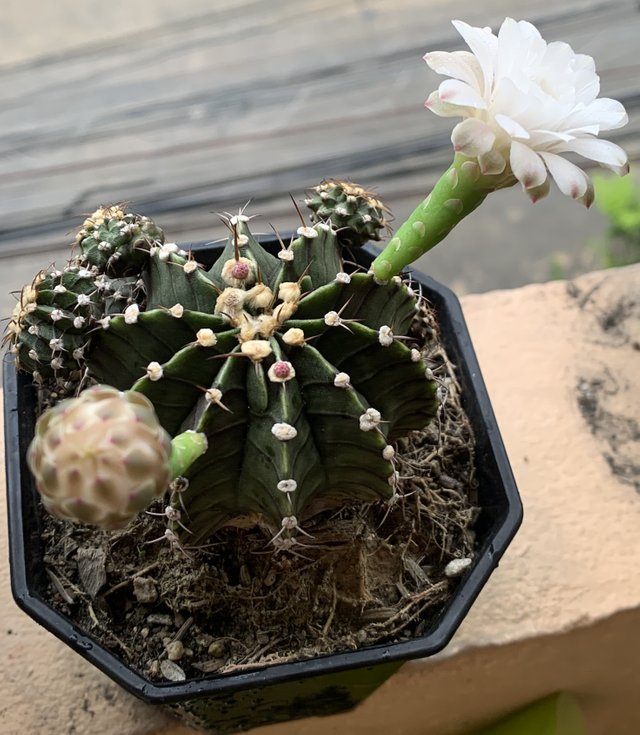 cacti7.jpg