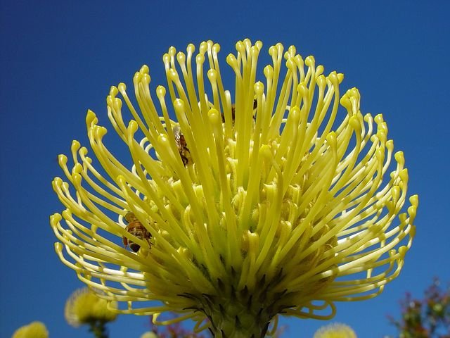 golden-banksia-581677__480.jpg