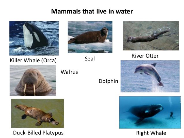 Mammals that live in the sea.jpg