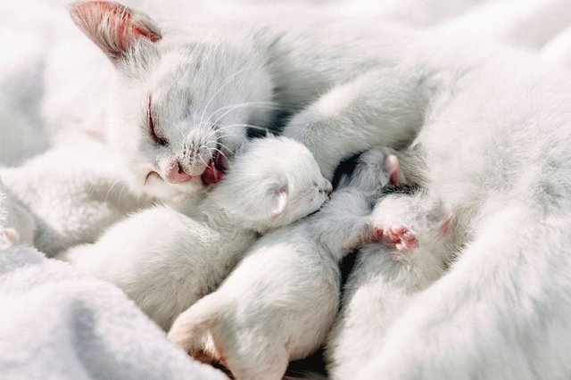 cat breed kittens.jpg