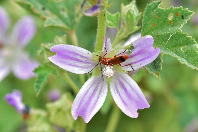 wildflower malva Mallow flower bug 1.jpg