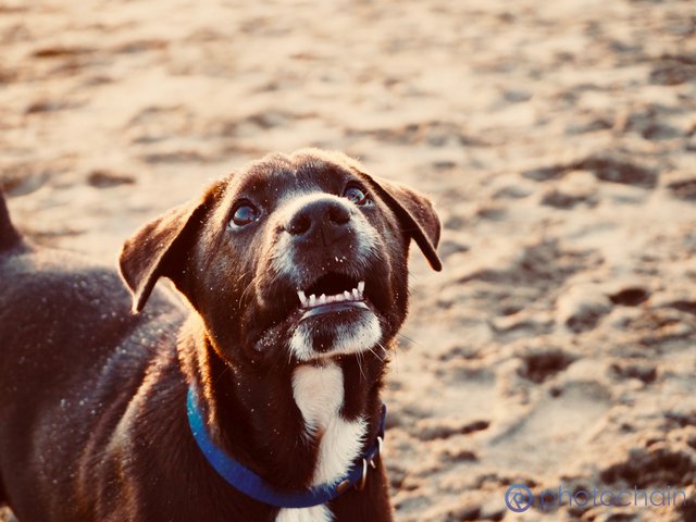 Beach Puppy.jpg