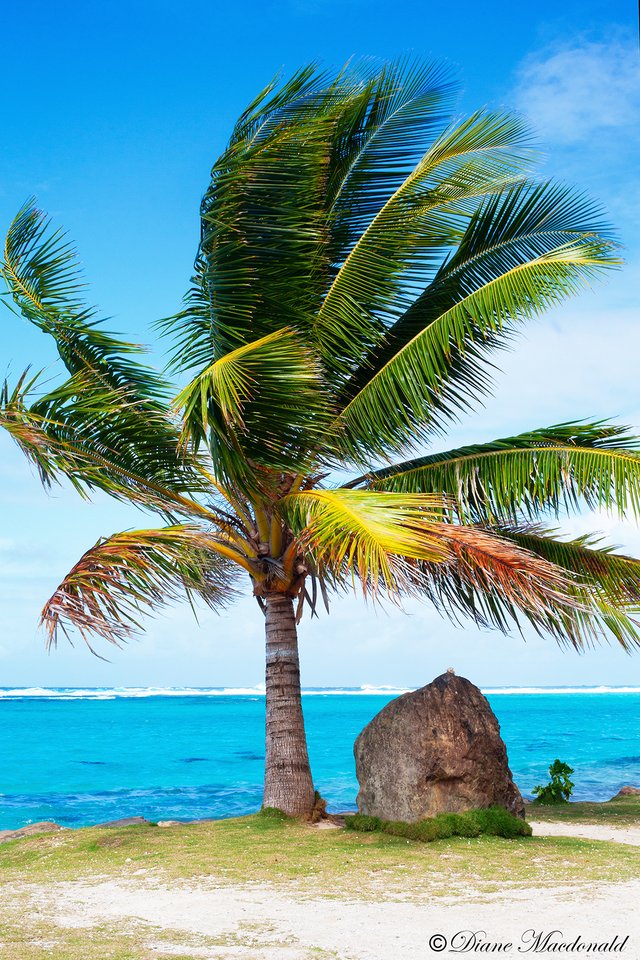 palm tree and lagoon marea anini.jpg