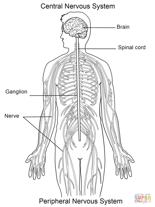 nervous-system.png