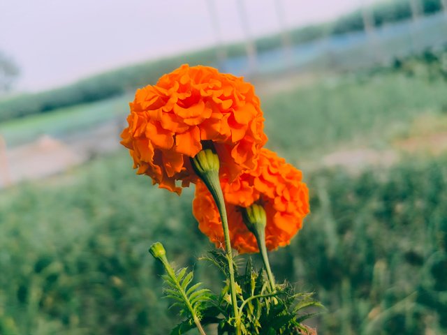 IMG_20250311_172900.jpg