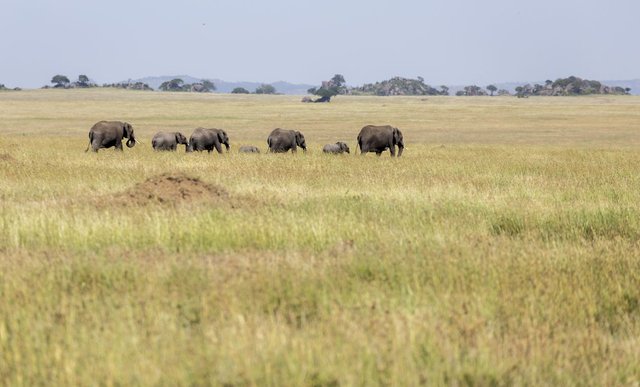 Safari-dans-le-parcn-national-du-Serengeti-en-Tanzanie-2.jpg