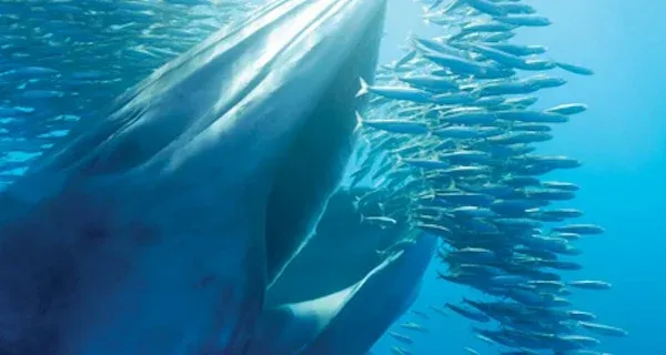 blue-whale-eating-og.webp