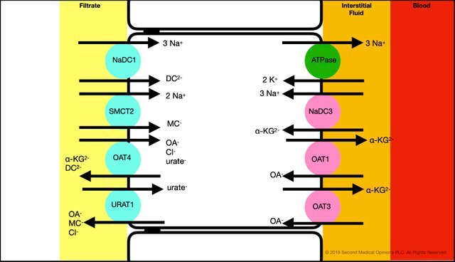 Picture Steemit Tubular Cell Transport Organic Anion 1.jpg