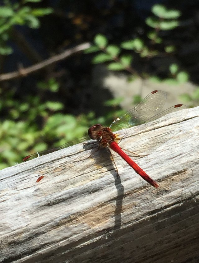 red dragonfly 2020.jpg