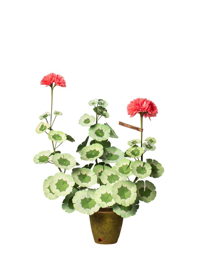 Geranium.jpg