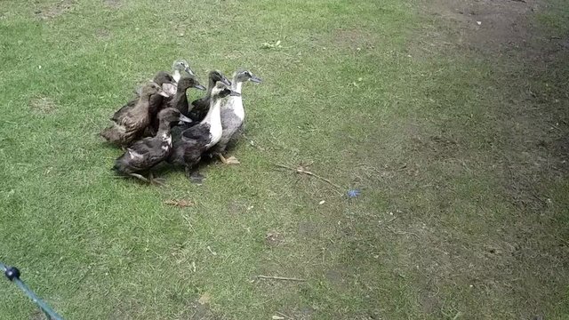 Teenage Ducks 1st Day out 1.jpg