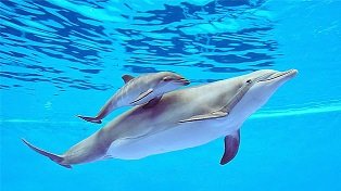 delfin-nadando-junto-madre-Allie_TINIMA20130808_0797_19.jpg