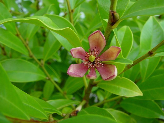 Michelia_figo_06.JPG