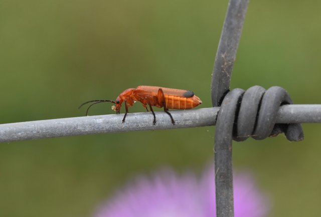 Common red soldier beetle 4.jpg