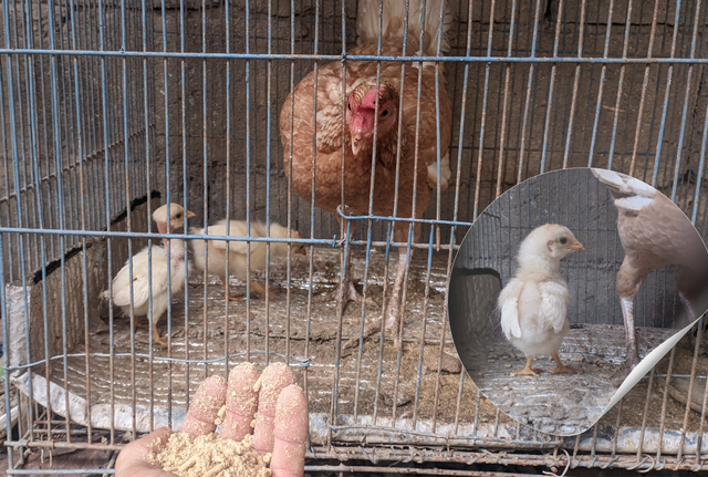 Untitled design (2).png