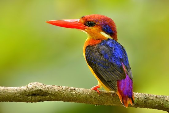 oriental-dwarf-kingfisher.jpg