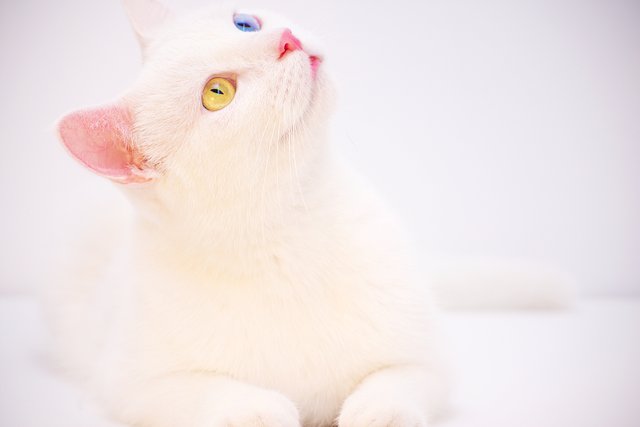 odd-eyed-white-cat-1313252.jpg