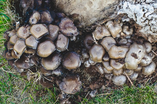 Looking down on the mushroom pile.JPG