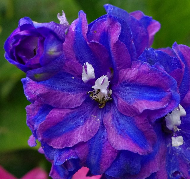 delphinium.JPG