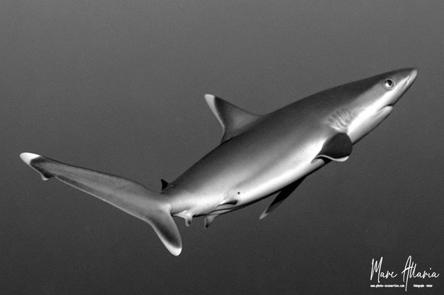 Requin pointe blanche8.jpg