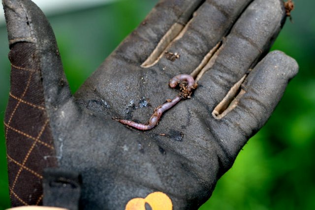 Gloved-hand-holding-worm_CD_Chiots-Run_Flickr-750x500.jpg