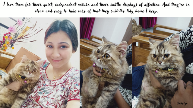 Cute Illustrative Cat Salon and Grooming Presentation (1).png