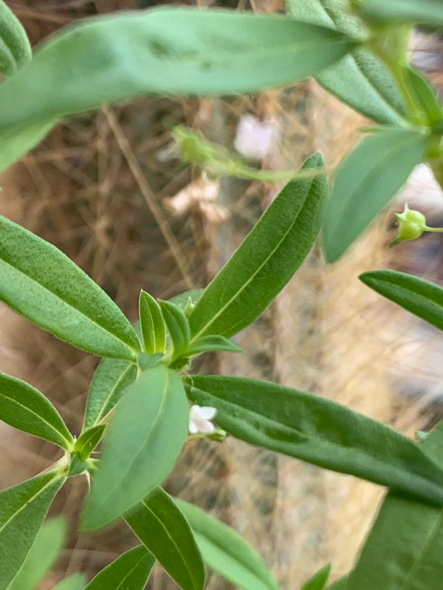 my little garden16.jpg