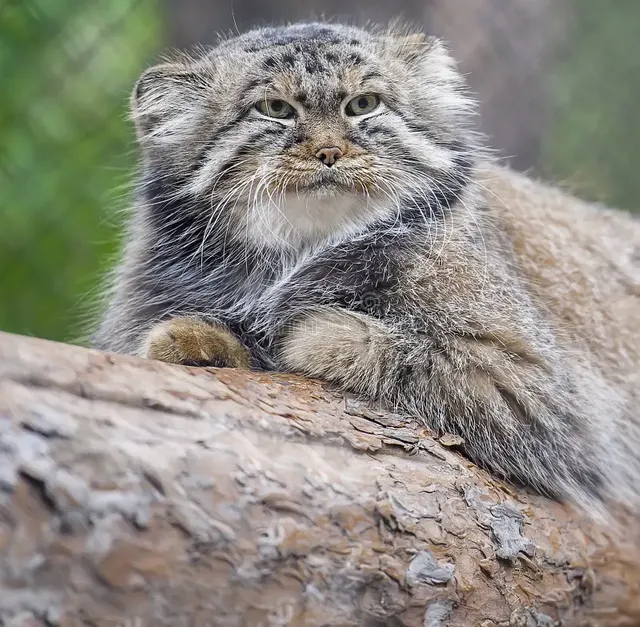 pallas-s-cat-otocolobus-manul-also-known-as-142461700.webp