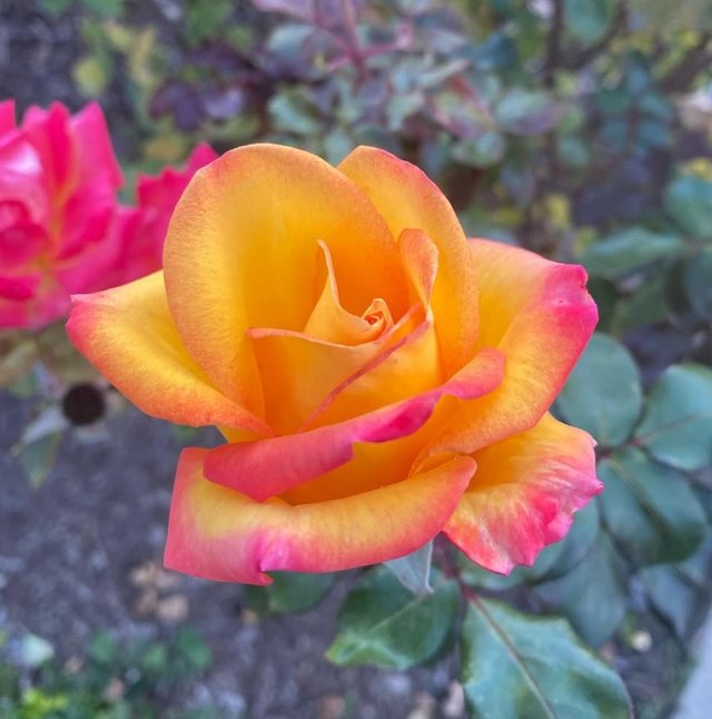 IMG_20250625_091705.jpg