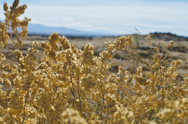 The yellow plants of the desert landscape.JPG