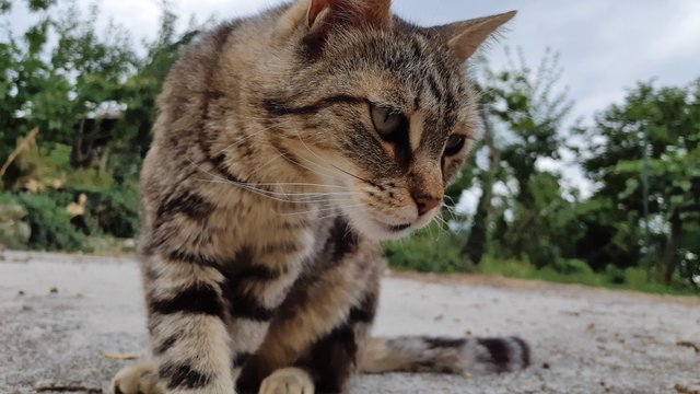 look at me cat in my garden.jpg