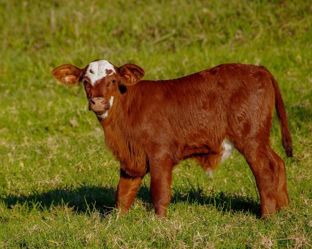 calf-gb70d6bfa5_1280.jpg