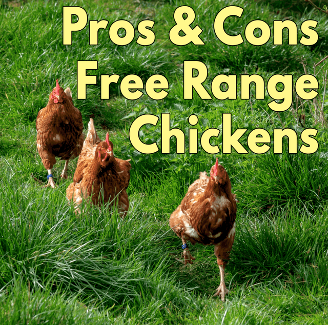 Pros-Cons-of-Free-Range-Chickens.png