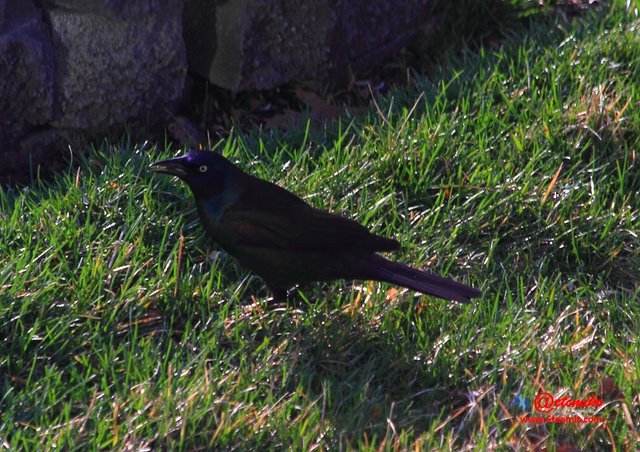 Common Grackle PFW0026.JPG