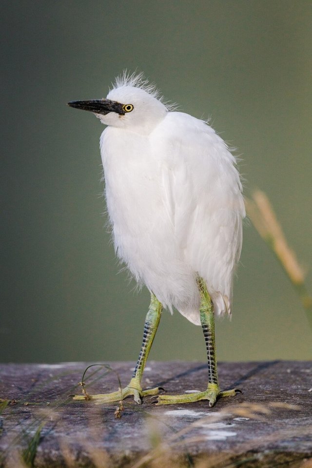 white-bird-brown-wooden-stick_417767-182.jpg