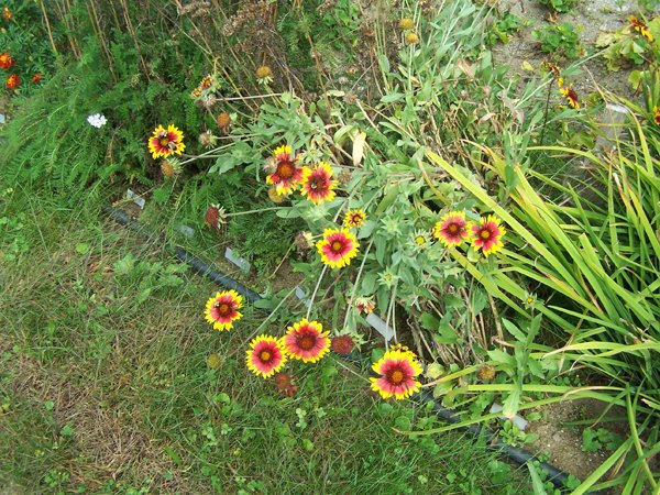 2nd Fence - gaillardia crop September 2019.jpg