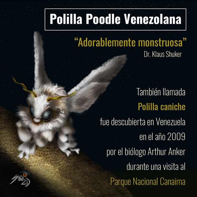 Polilla Poodle Venezolana - infografia.png