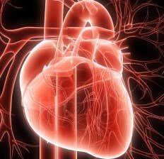 human-heart-red-232x224.jpg