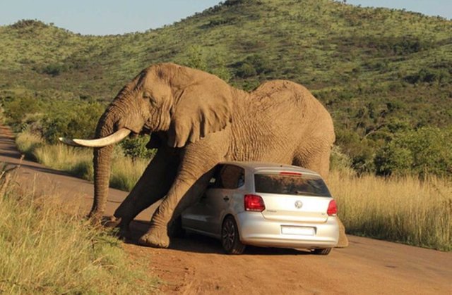 Elephant uses car as a scratching post.jpg
