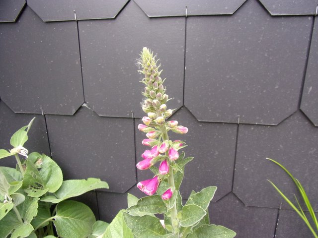 100_2674.JPG