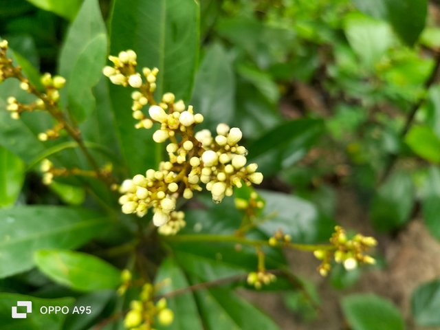 IMG20250530094741.jpg