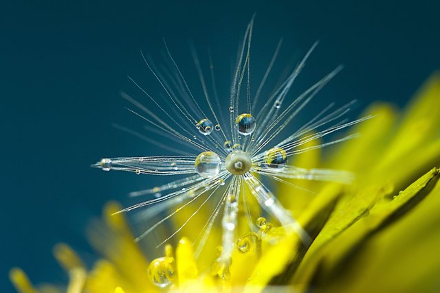 dandelion-5048825_1280.jpg