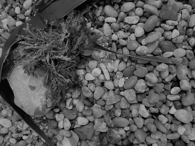 seaweed and pebbles.jpg