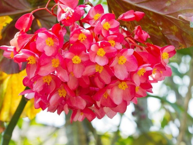 begonia shutterstock_133587650.jpg