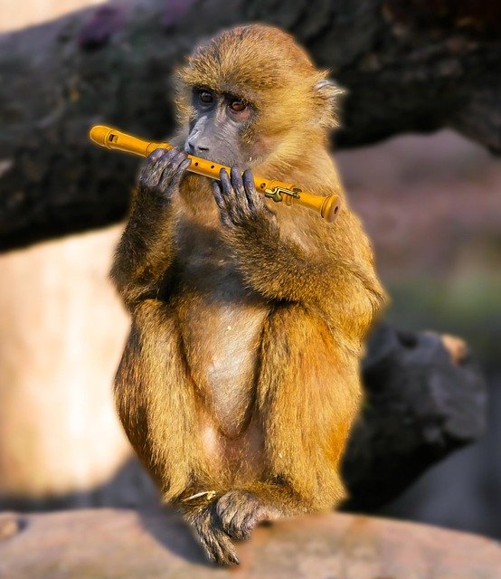 animal-2150023_640.jpg