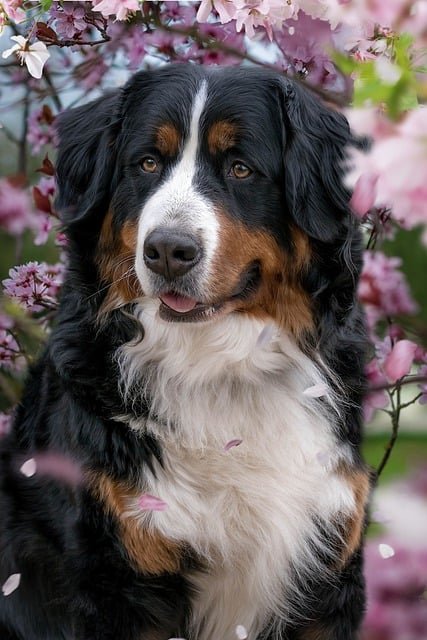 bernese-mountain-dog-7928156_640.jpg