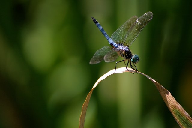 dragonfly 1-2.jpg